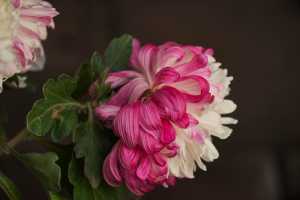 CHRYSANTHEMUM-24 (21)